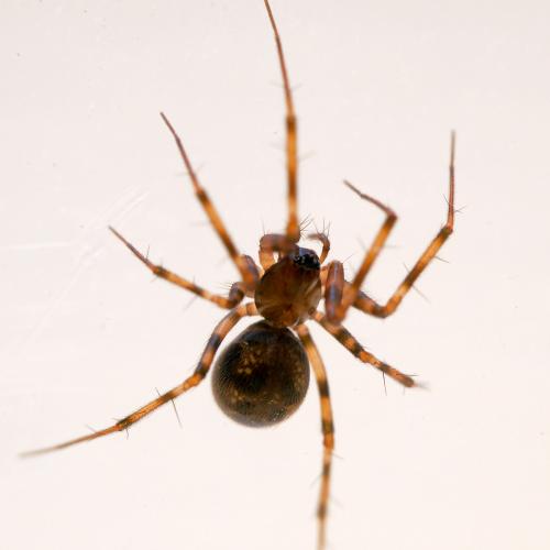 Réf. 275 685 : Lepthyphantes minutus